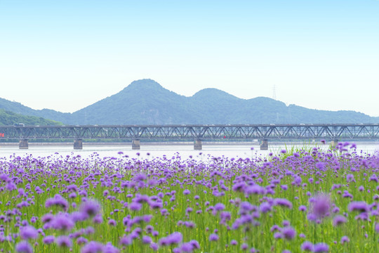 花海紫色马鞭草