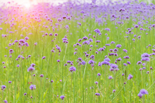 花海紫色马鞭草