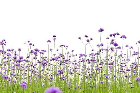 花海马鞭草