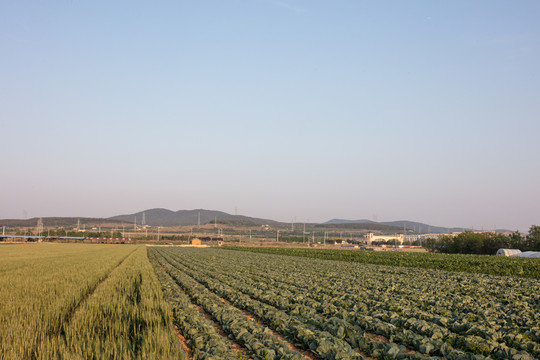 麦田