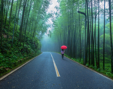 竹林漫步