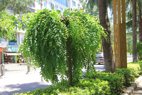 垂槐街道花台绿化