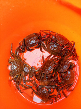 水桶螃蟹