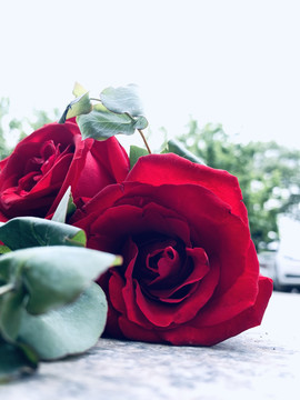 红玫瑰爱情情人节