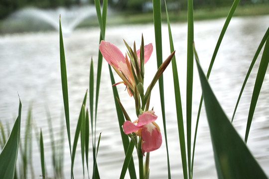 莲瓣兰花