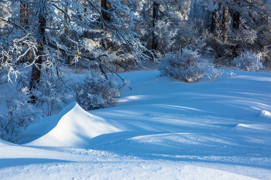 冬季森林积雪