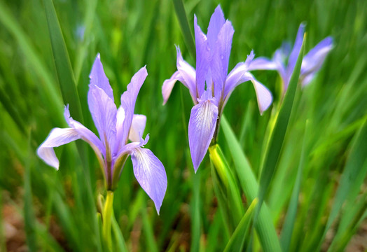 鸢尾花