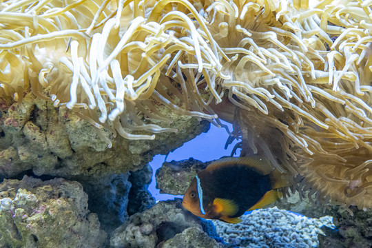 海底生物活动场景