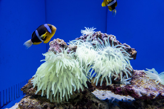 水族馆海葵景观