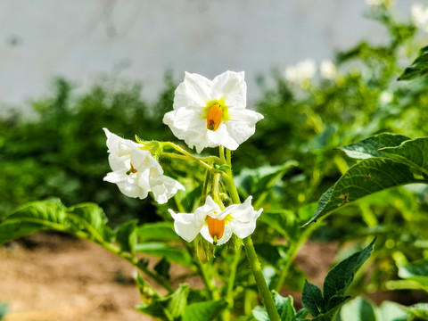 白洋芋花