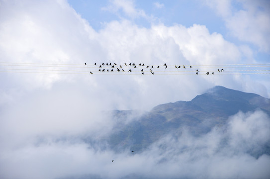 生态风景背景