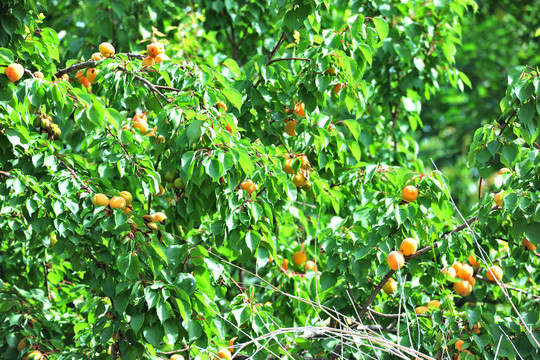 大片杏树