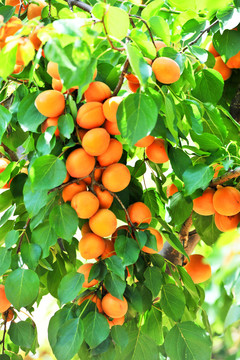 杏挂满枝