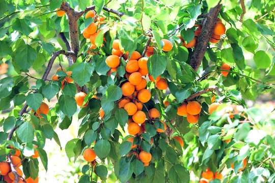黄杏挂满枝