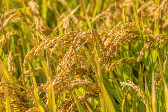 田地里成熟的水稻稻穗