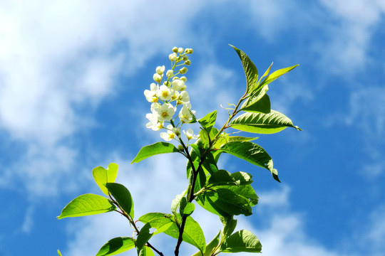 稠李花