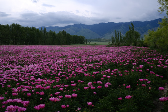 芍药花