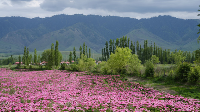 芍药花