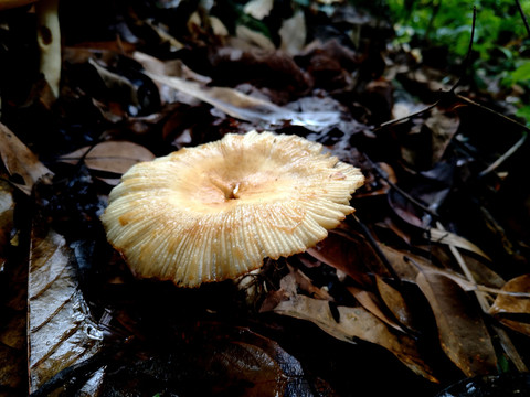 野生菌菇