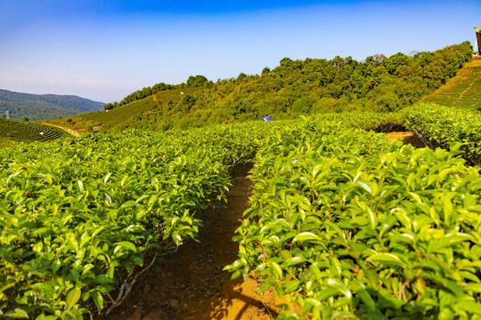 云南普洱茶