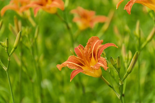 黄色的黄花菜萱草花