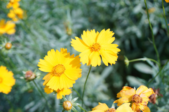 金鸡菊