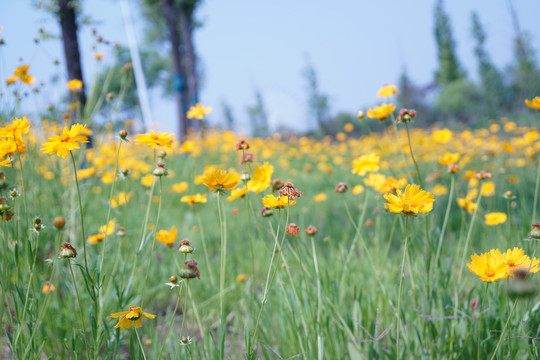 金鸡菊