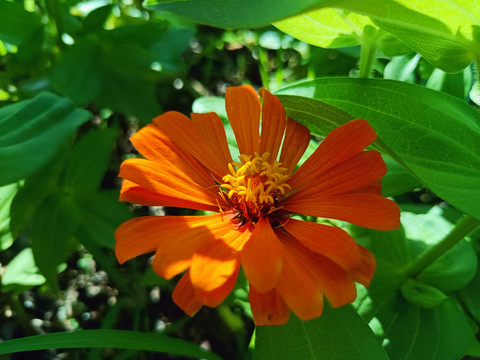 百日草花特写