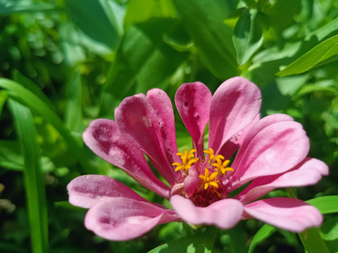 波斯菊格桑花特写