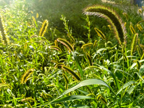 清晨狗尾巴草