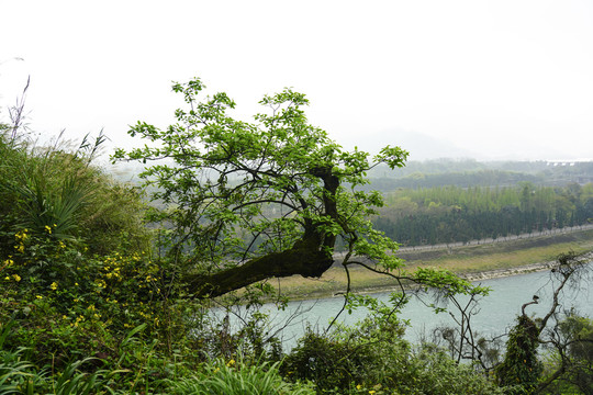 都江堰山水