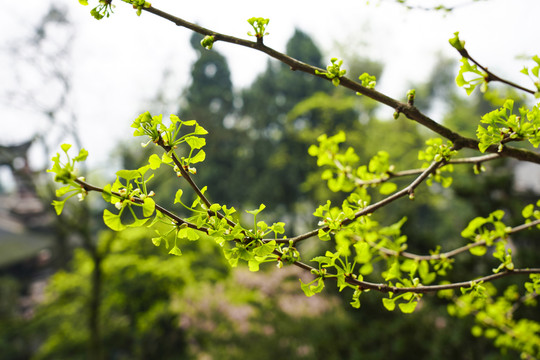 银杏树