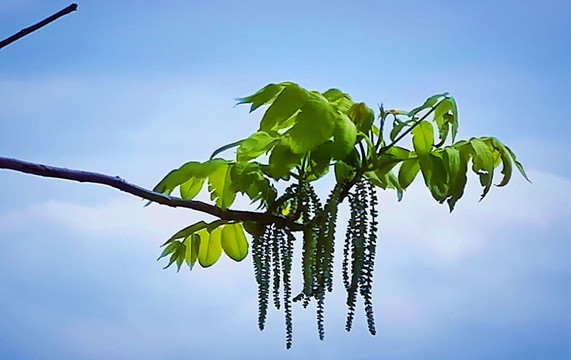 绿色植物