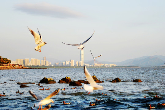 红树林海鸥光汇石油CFC