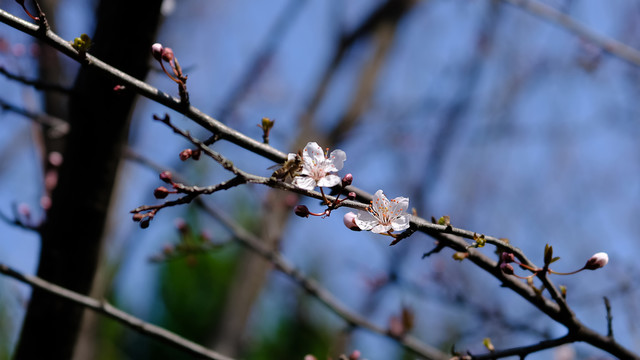 紫叶李