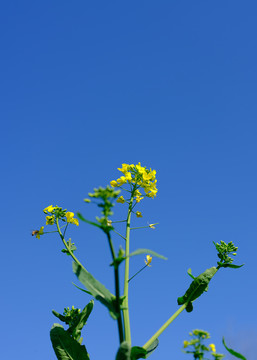 油菜花