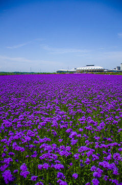 马鞭草花海