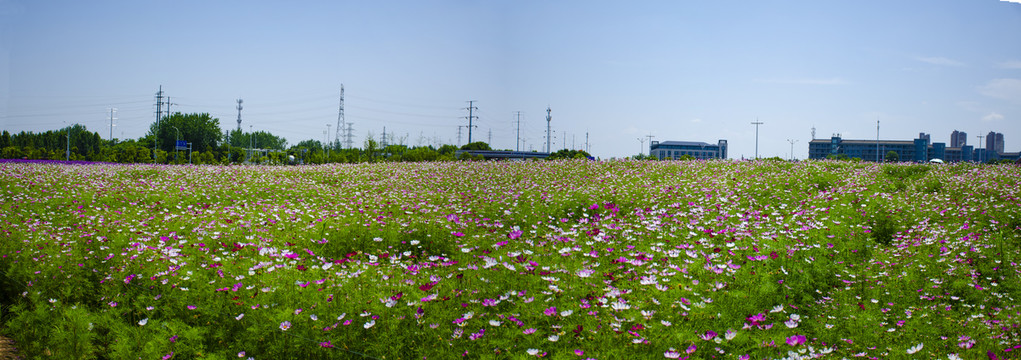 格桑花花海