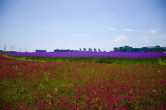 花海