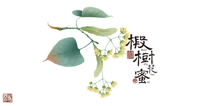 椴樹花