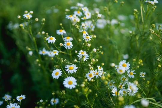 小菊花