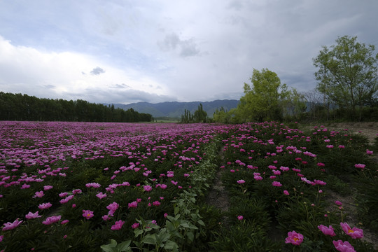 粉芍药