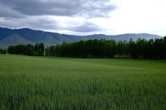 田野