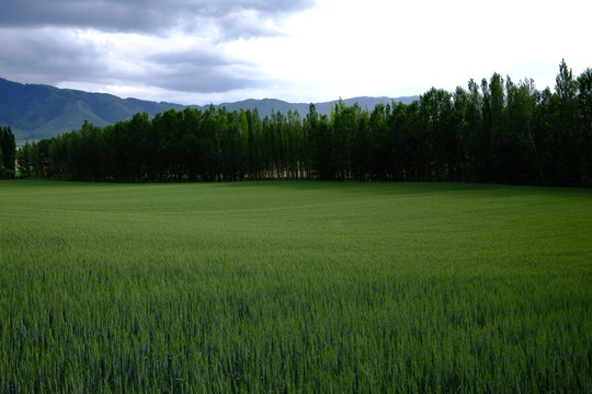 绿色田野