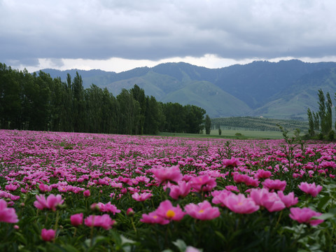 芍花花海