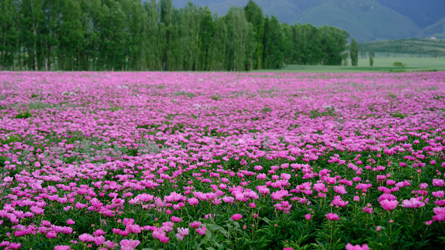 芍花花海