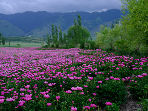 芍花花海