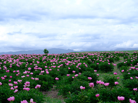 芍药花