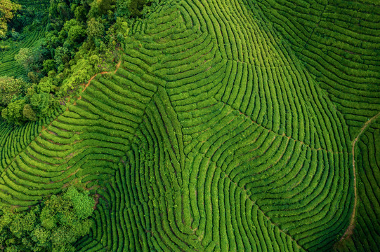 生态茶园