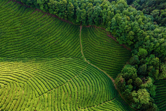 生态茶园